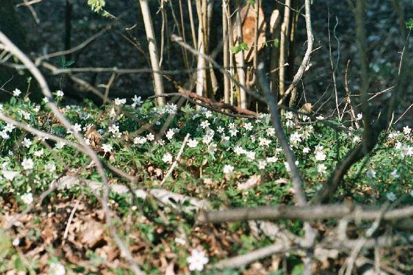 foto010.jpg