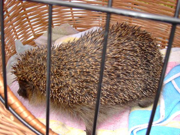 foto063.jpg