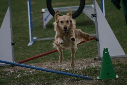 Face Agility
