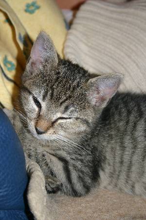 Felicitas