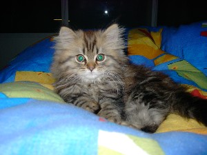 Figaro