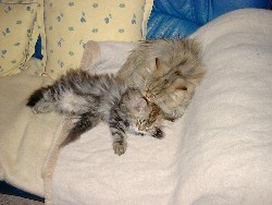 Figaro