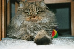 Filou