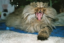 Filou