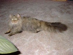 Filou