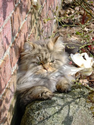 Filou